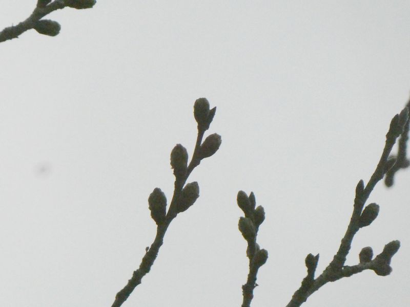 はだの桜みちの桜01-2026.03.17