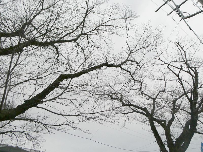 はだの桜みちの桜02-2026.03.17