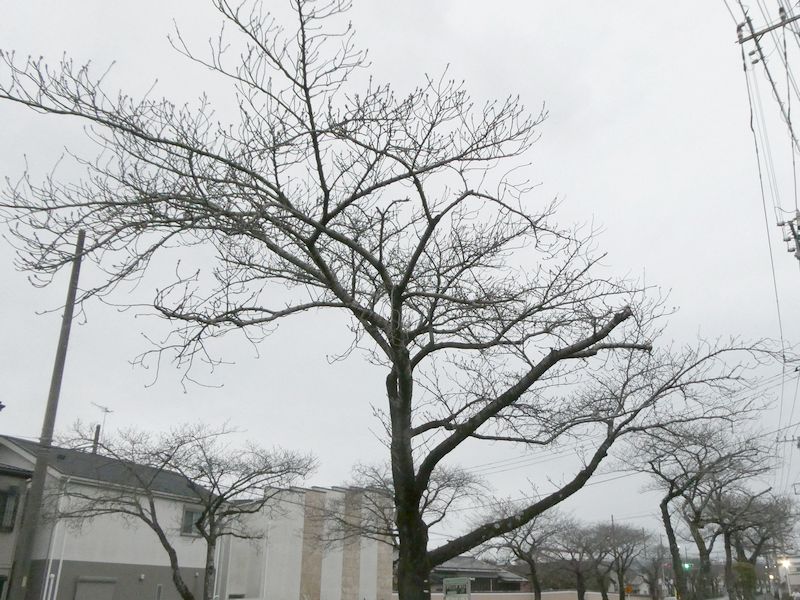 はだの桜みちの桜03-2026.03.17