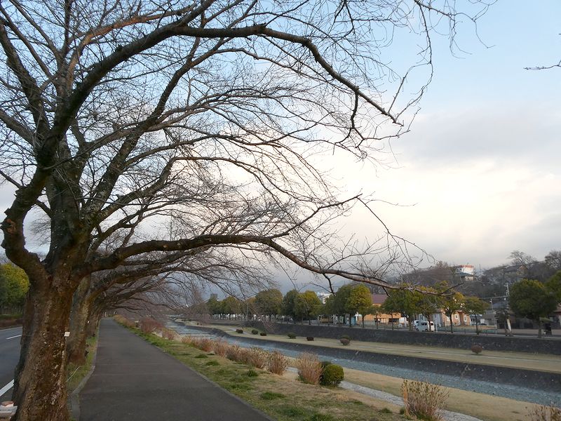 カルチャーパーク前の桜02-2026.03.18