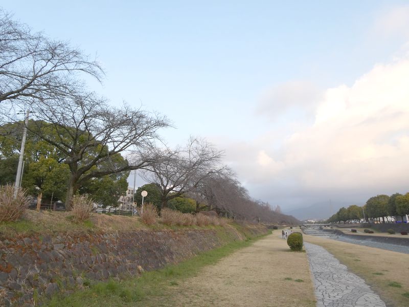 カルチャーパーク前の桜03-2026.03.18