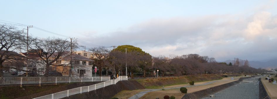 富士見大橋から見た桜01-2026.03.18