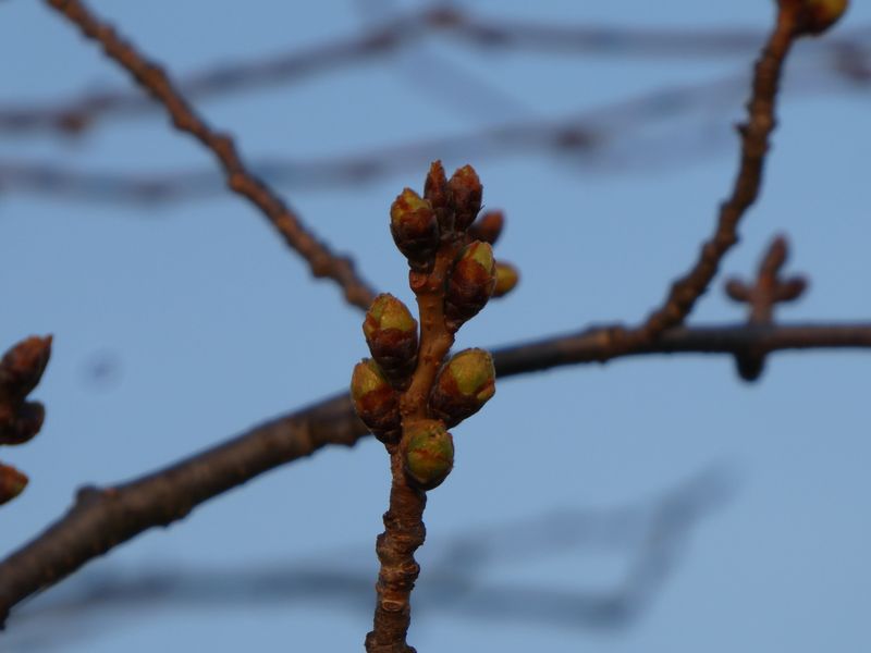 秦野市役所の桜01-2026.03.18