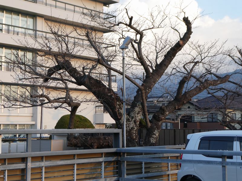 秦野市役所の桜02-2026.03.18
