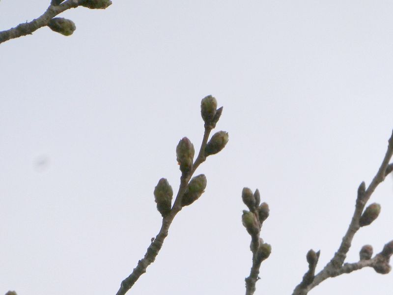 はだの桜みちの桜01-2026.03.18