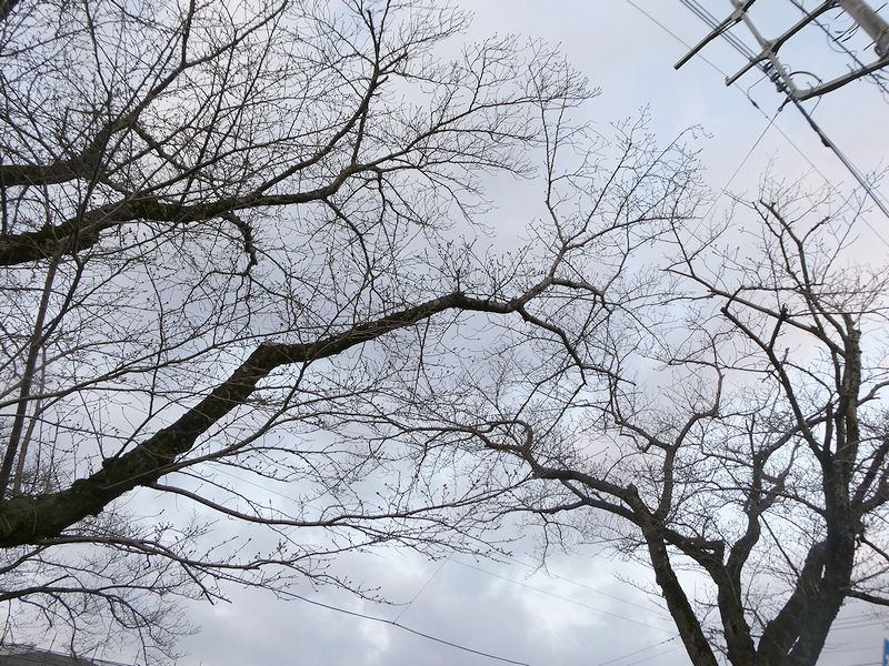 はだの桜みちの桜02-2026.03.18