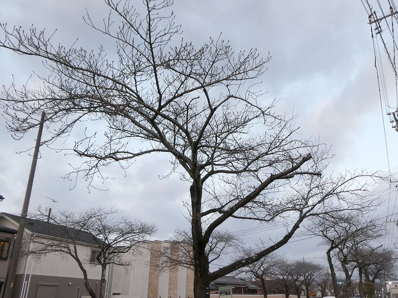 はだの桜みちの桜03-2026.03.18