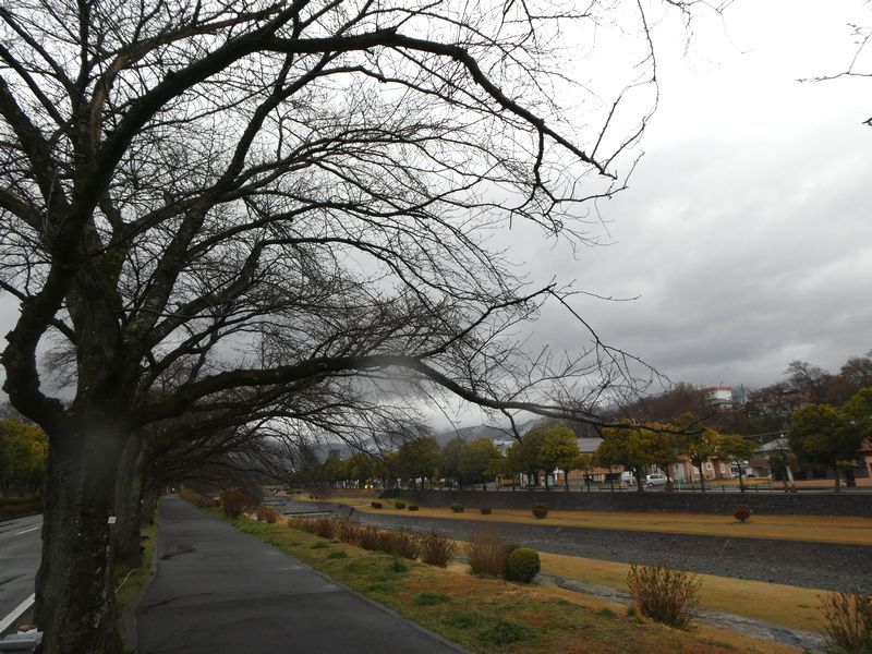 カルチャーパーク前の桜02-2026.03.19