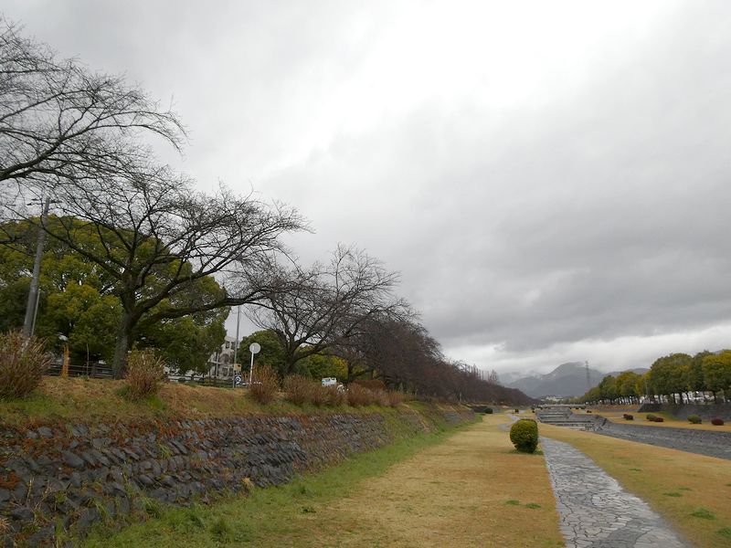 カルチャーパーク前の桜03-2026.03.19