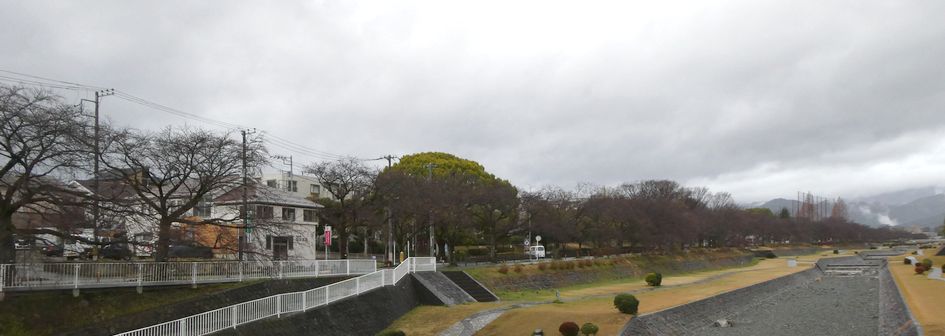富士見大橋から見た桜01-2026.03.19
