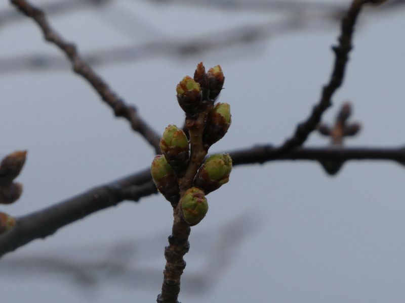 秦野市役所の桜01-2026.03.19