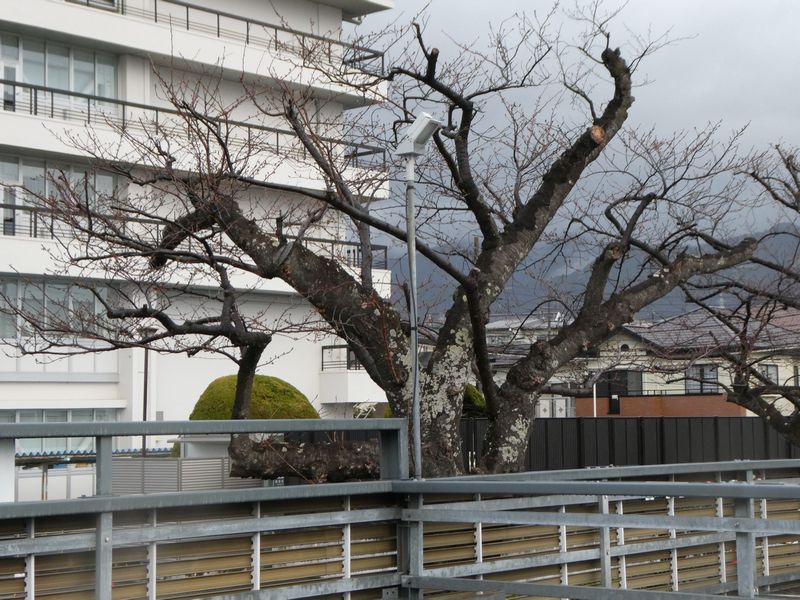 秦野市役所の桜02-2026.03.19
