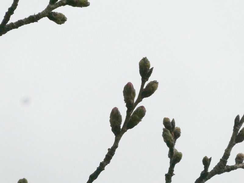 はだの桜みちの桜01-2026.03.19