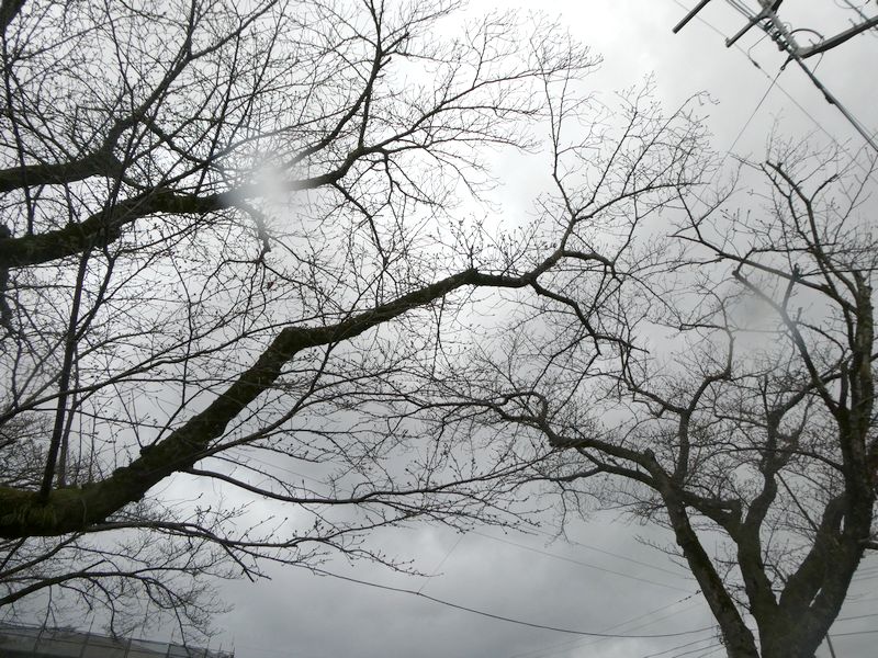 はだの桜みちの桜02-2026.03.19