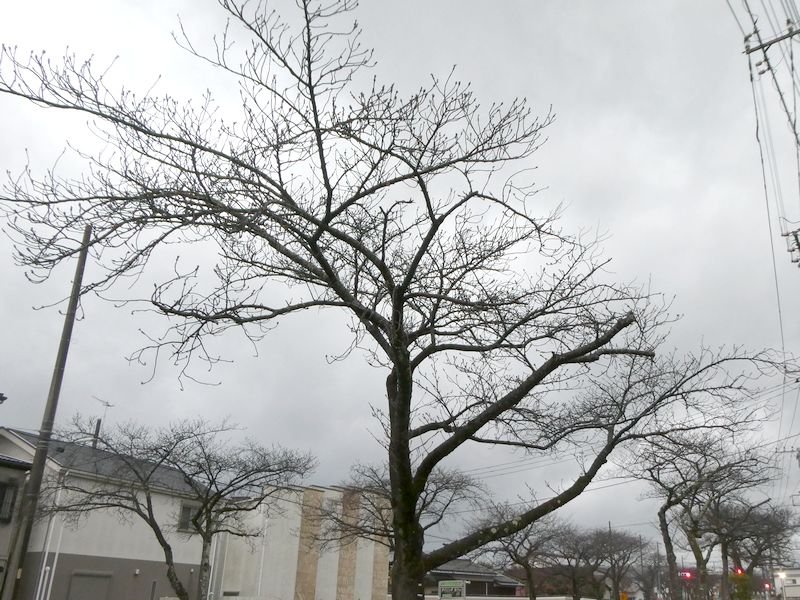 はだの桜みちの桜03-2026.03.19