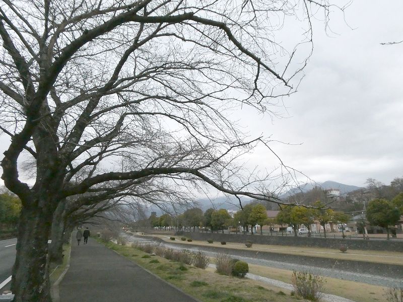 カルチャーパーク前の桜02-2026.03.20