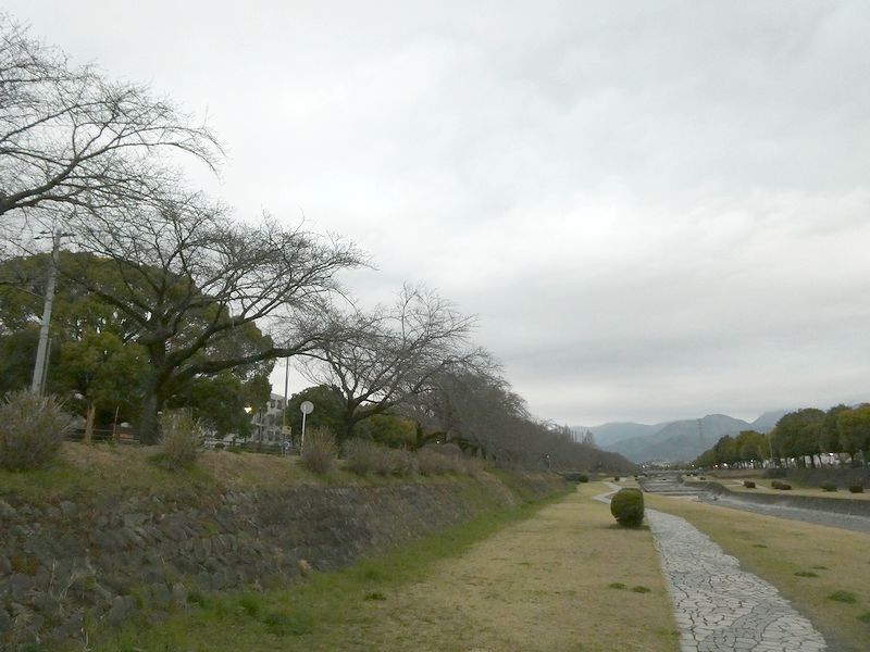 カルチャーパーク前の桜03-2026.03.20