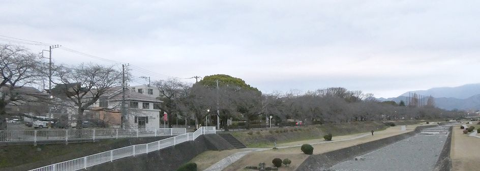 富士見大橋から見た桜01-2026.03.20