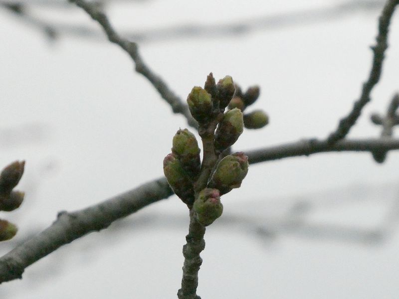 秦野市役所の桜01-2026.03.20