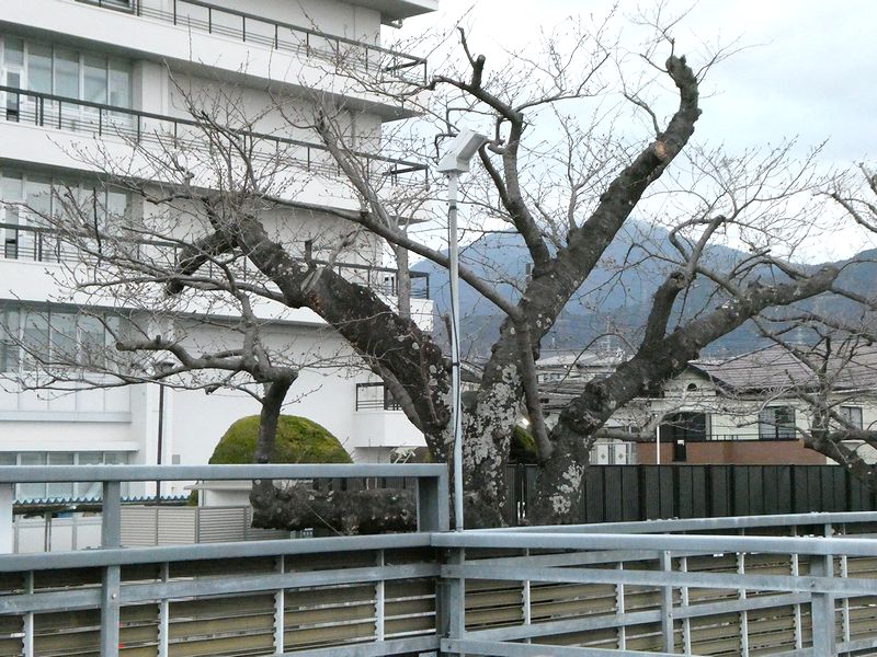 秦野市役所の桜02-2026.03.20