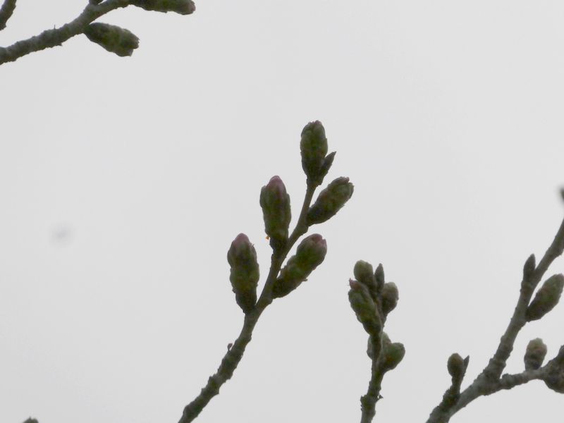 はだの桜みちの桜01-2026.03.20