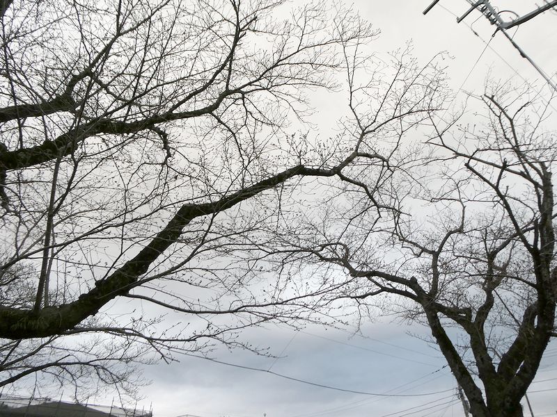 はだの桜みちの桜02-2026.03.20