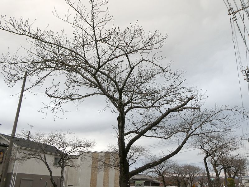 はだの桜みちの桜03-2026.03.20