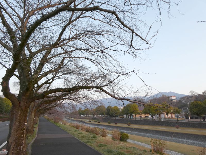 カルチャーパーク前の桜02-2026.03.21