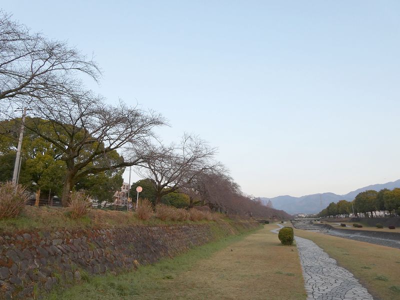 カルチャーパーク前の桜03-2026.03.21