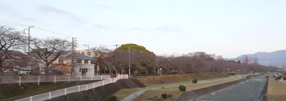 富士見大橋から見た桜01-2026.03.21