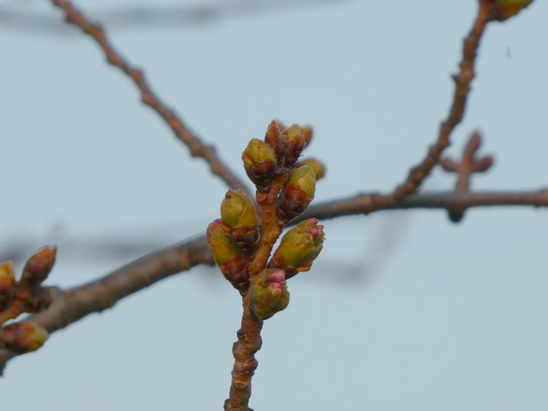 秦野市役所の桜01-2026.03.21