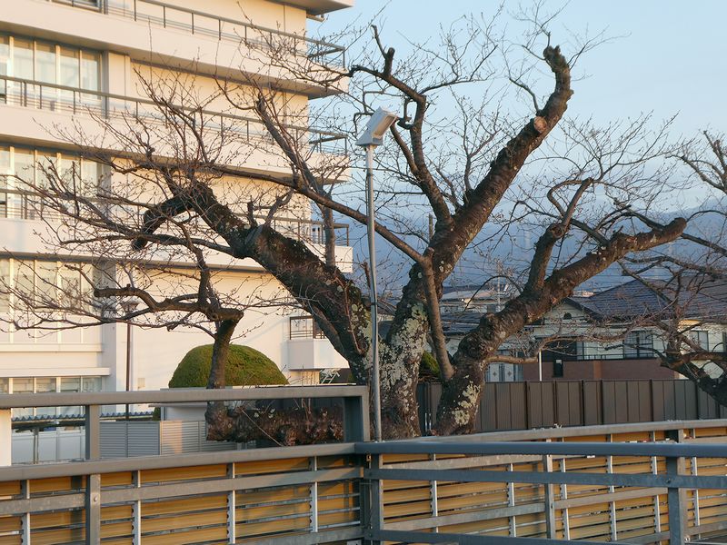 秦野市役所の桜02-2026.03.21