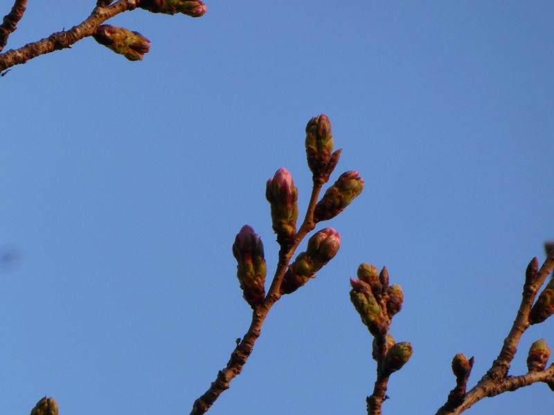 はだの桜みちの桜01-2026.03.21