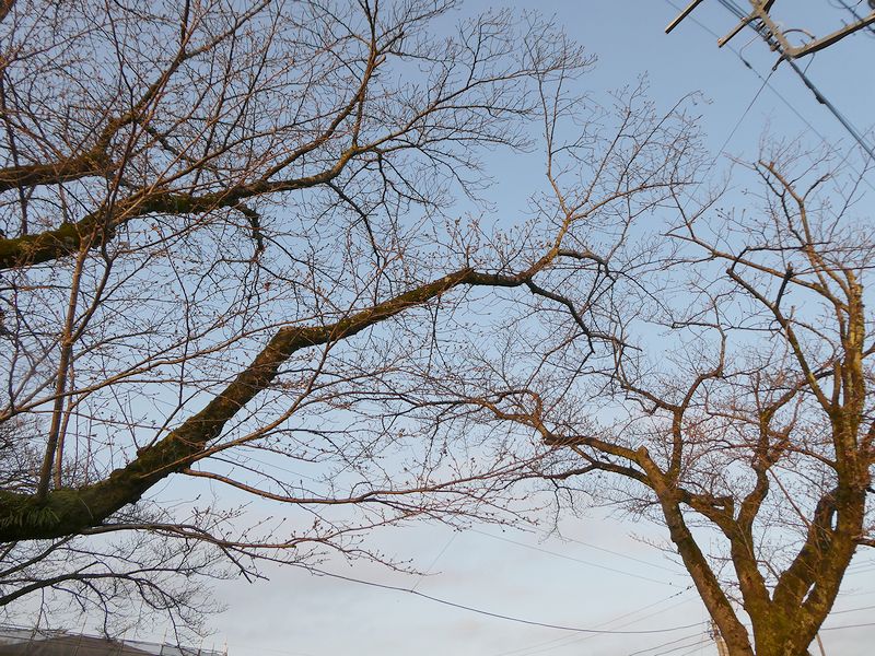 はだの桜みちの桜02-2026.03.21