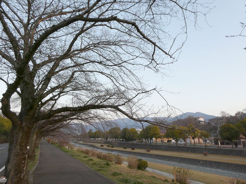 カルチャーパーク前の桜02-2026.03.22