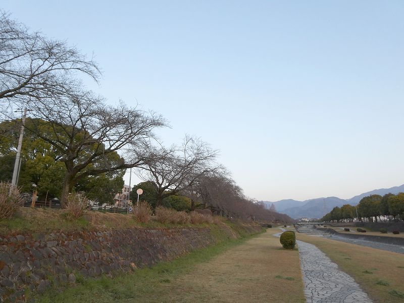 カルチャーパーク前の桜03-2026.03.22