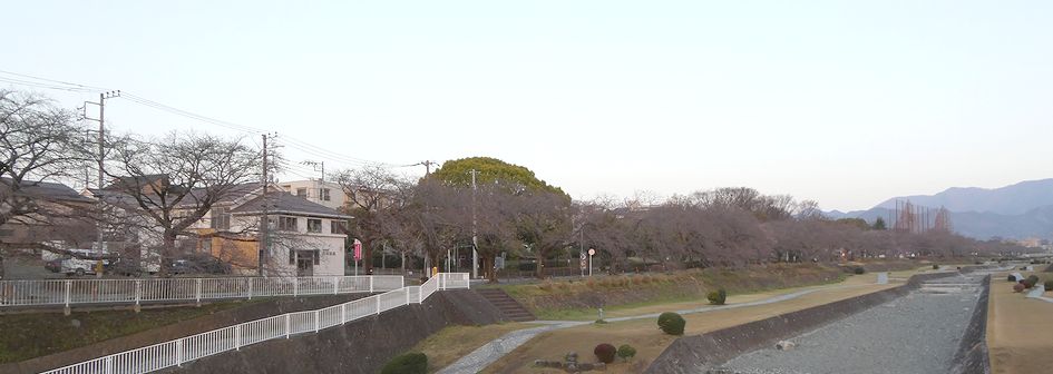 富士見大橋から見た桜01-2026.03.22