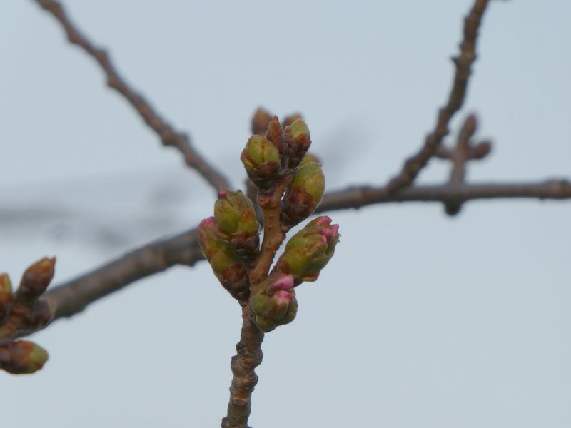 秦野市役所の桜01-2026.03.22