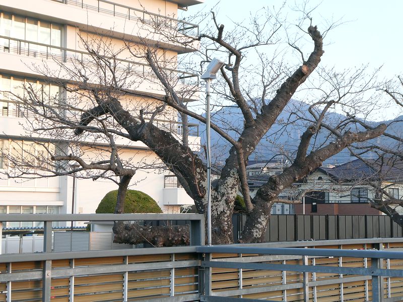 秦野市役所の桜02-2026.03.22