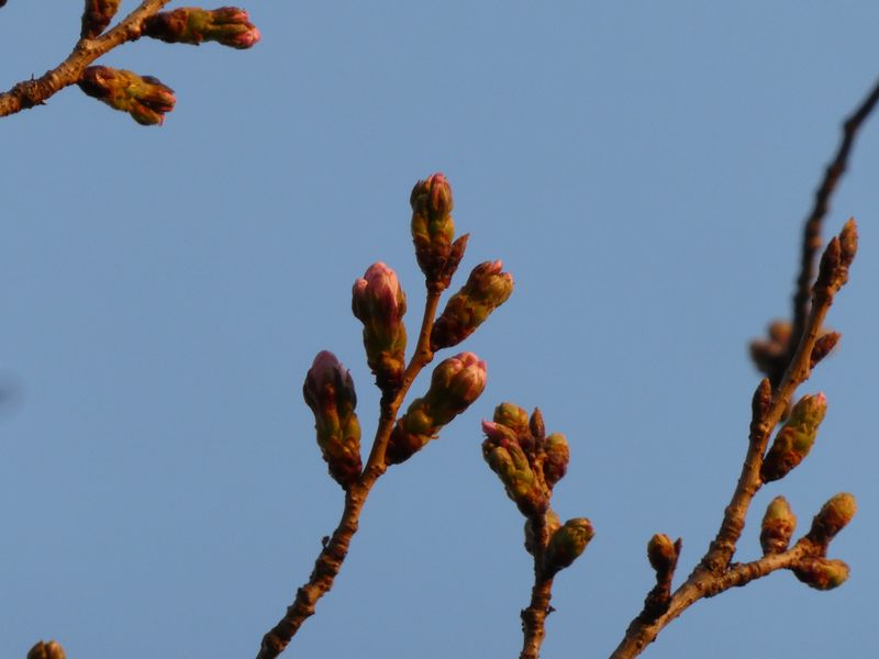 はだの桜みちの桜01-2026.03.22