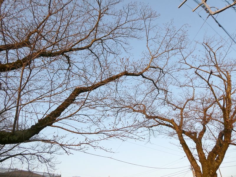 はだの桜みちの桜02-2026.03.22