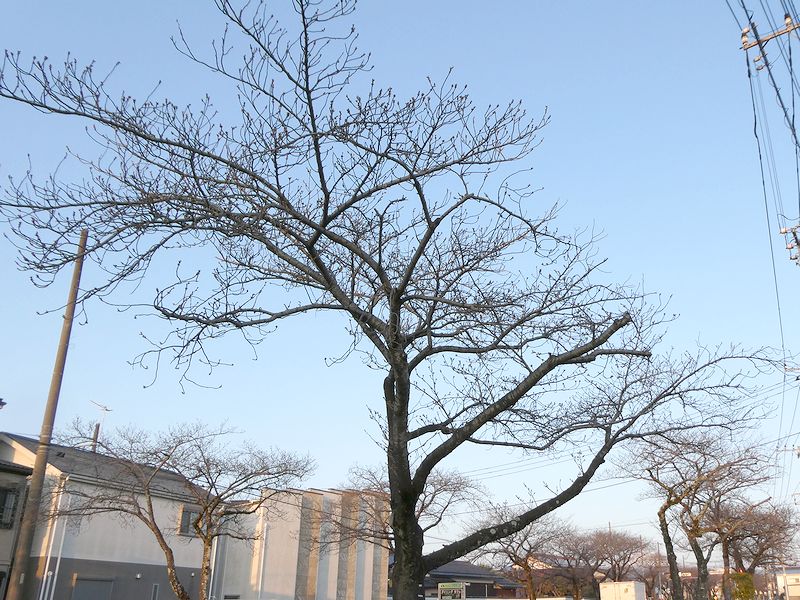 はだの桜みちの桜03-2026.03.22