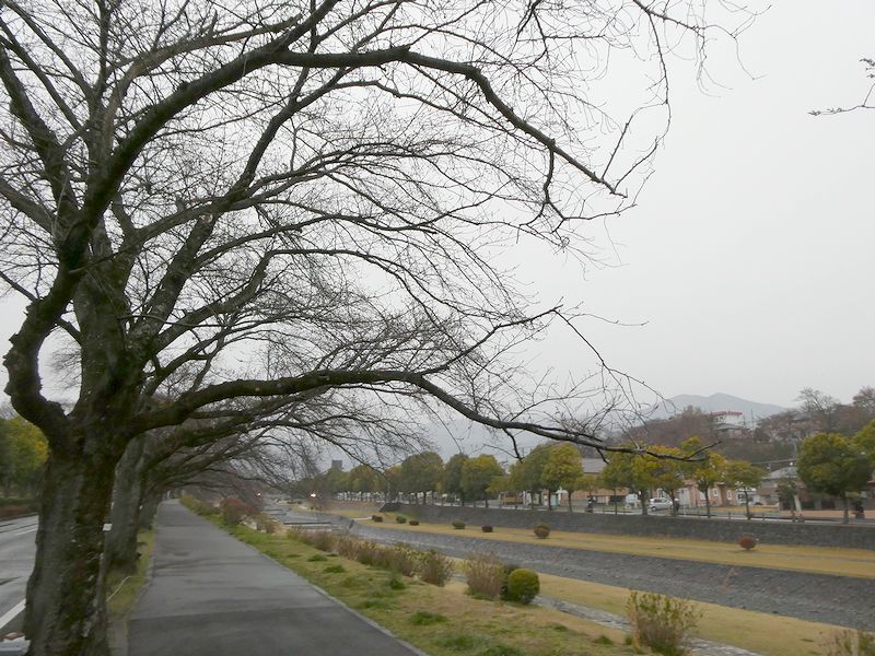 カルチャーパーク前の桜02-2026.03.23
