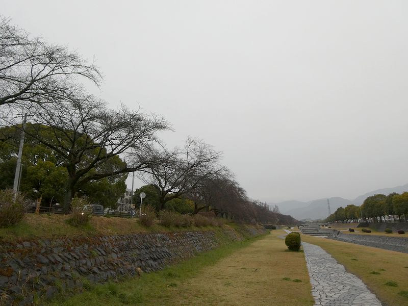 カルチャーパーク前の桜03-2026.03.23