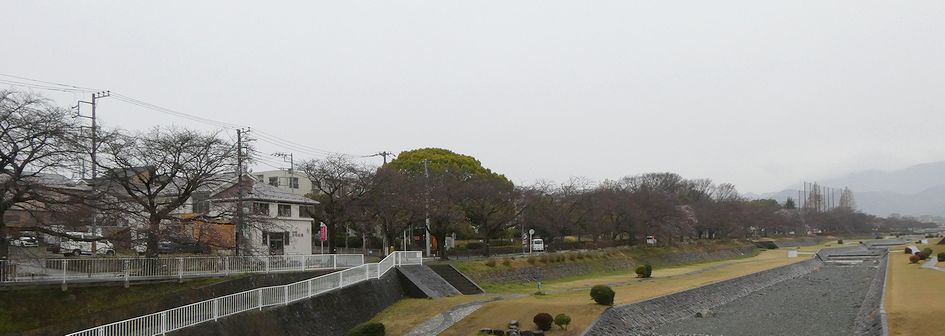 富士見大橋から見た桜01-2026.03.23