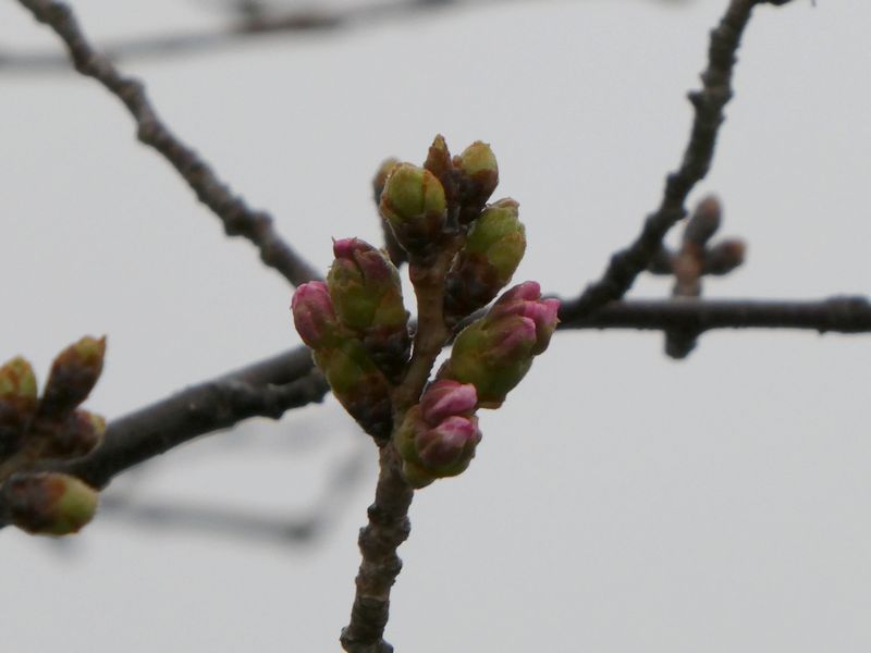 秦野市役所の桜01-2026.03.23