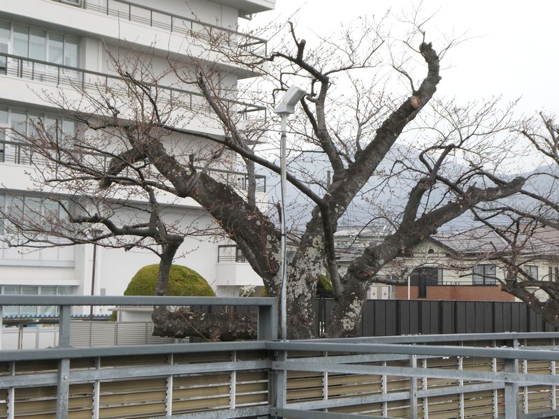 秦野市役所の桜02-2026.03.23