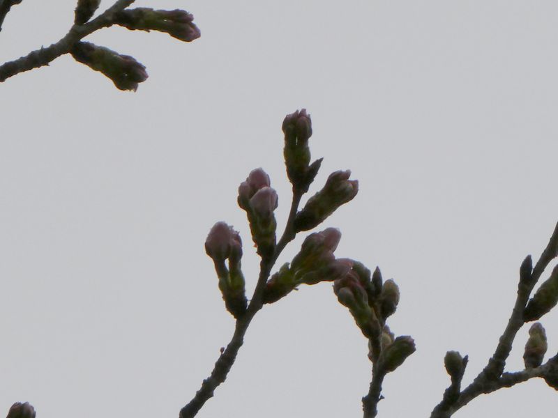 はだの桜みちの桜01-2026.03.23