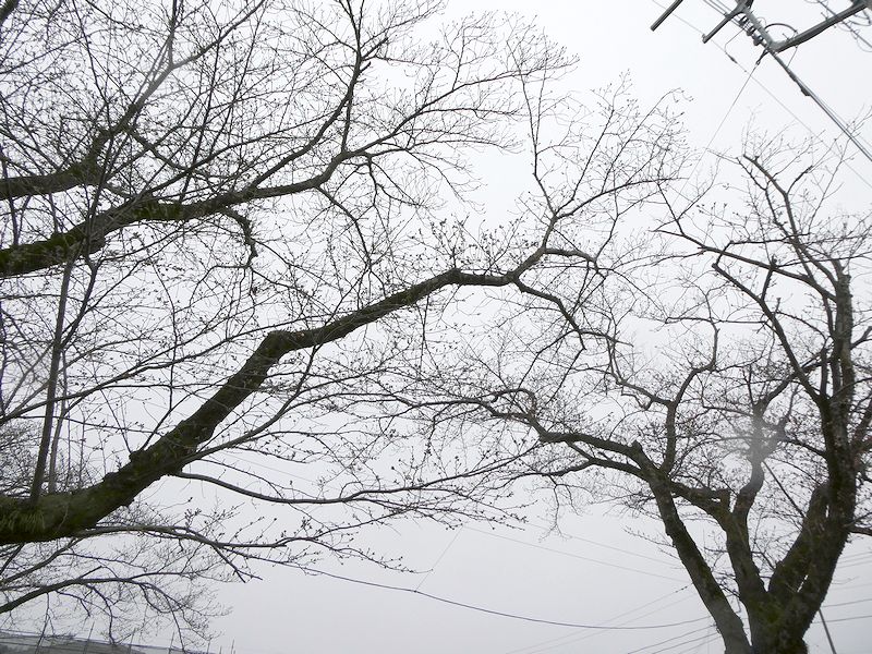 はだの桜みちの桜02-2026.03.23