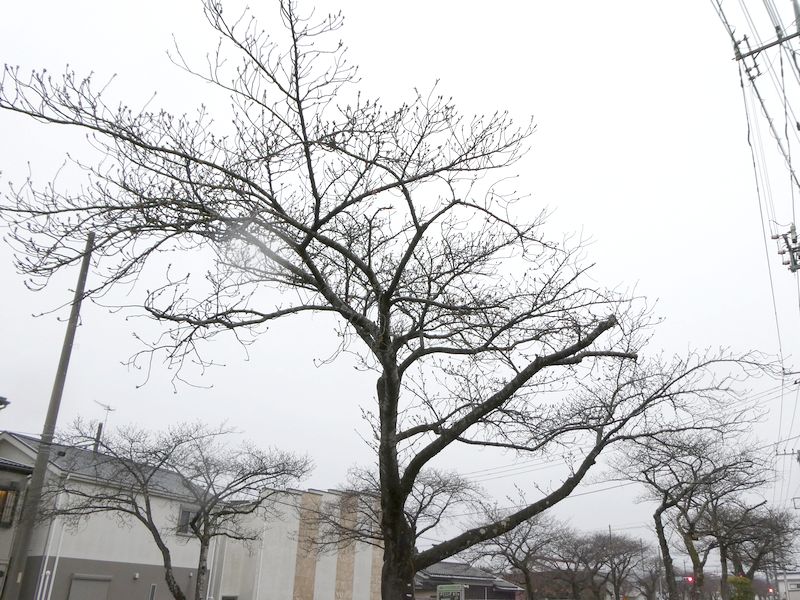 はだの桜みちの桜03-2026.03.23